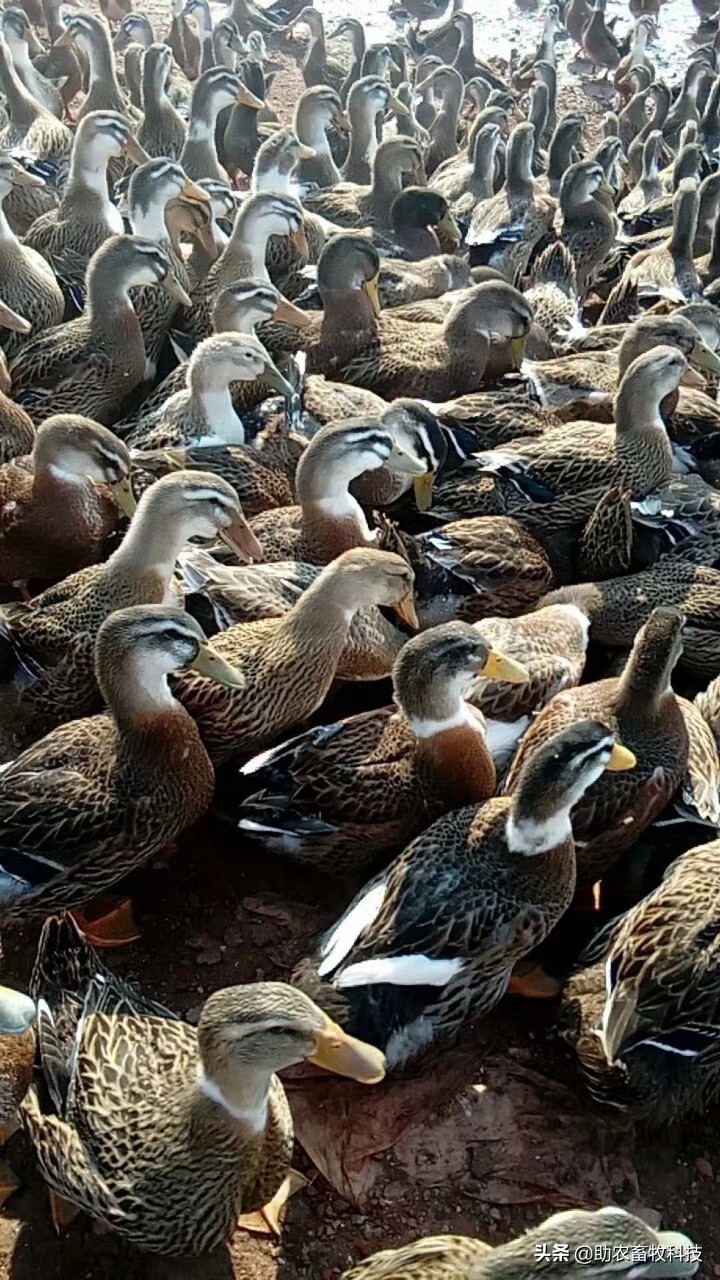 效果极佳的“多功能增强型双黄连散”原生中草药组方