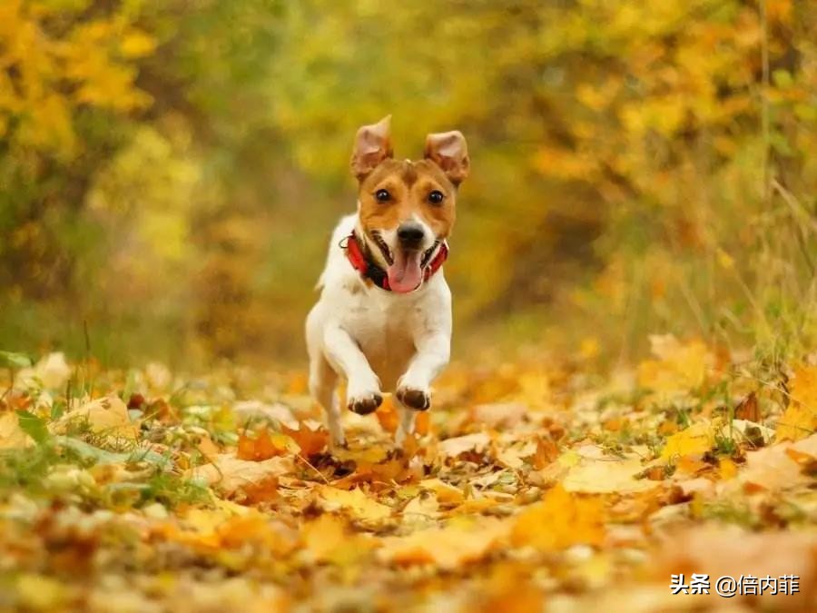 冬日暖汤给家人,寒冷的冬日需要一杯热茶