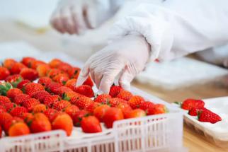 一红到底只卖一天,盒马的葲荭草莓逼疯供应商