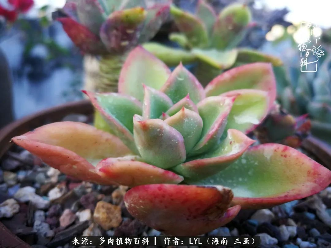 养多肉一年花了3万,养多肉一千多盆