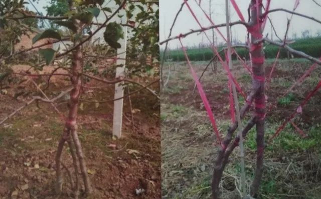 低产苹果树的改造方法,老富士苹果树改造