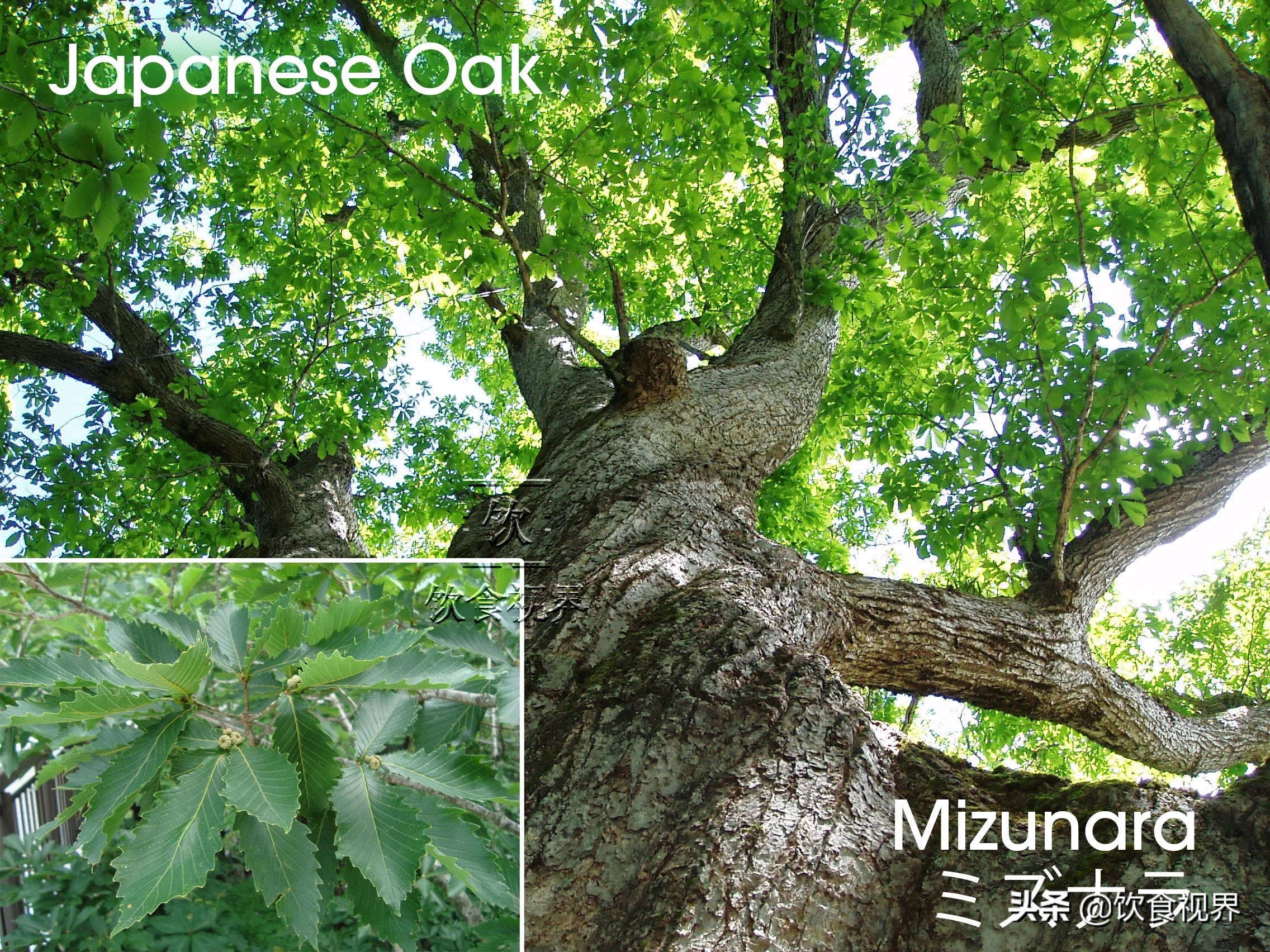 仅此一瓶!全球首款过水楢桶白兰地——MonteruIppon