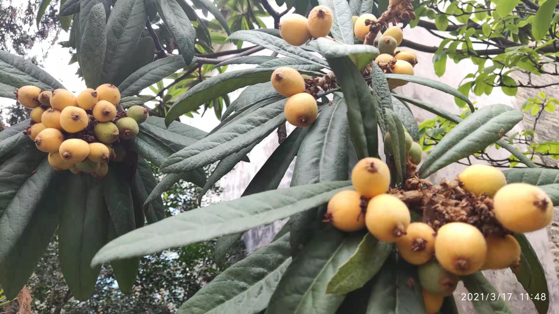 走访“平地黄”，睇大宗祠“花堂”