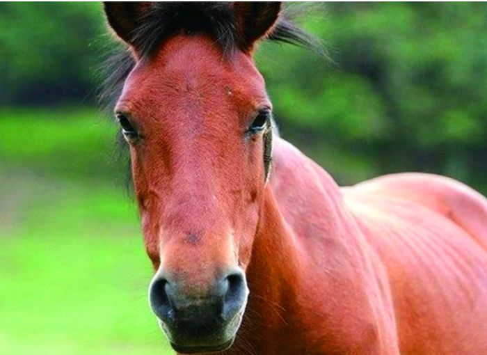 马肉为什么每6种都没人吃,马肉为什么基本上没人敢吃