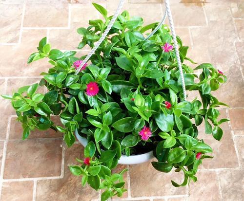 为什么牡丹吊兰夏季易烂根,夏季如何养殖口红吊兰