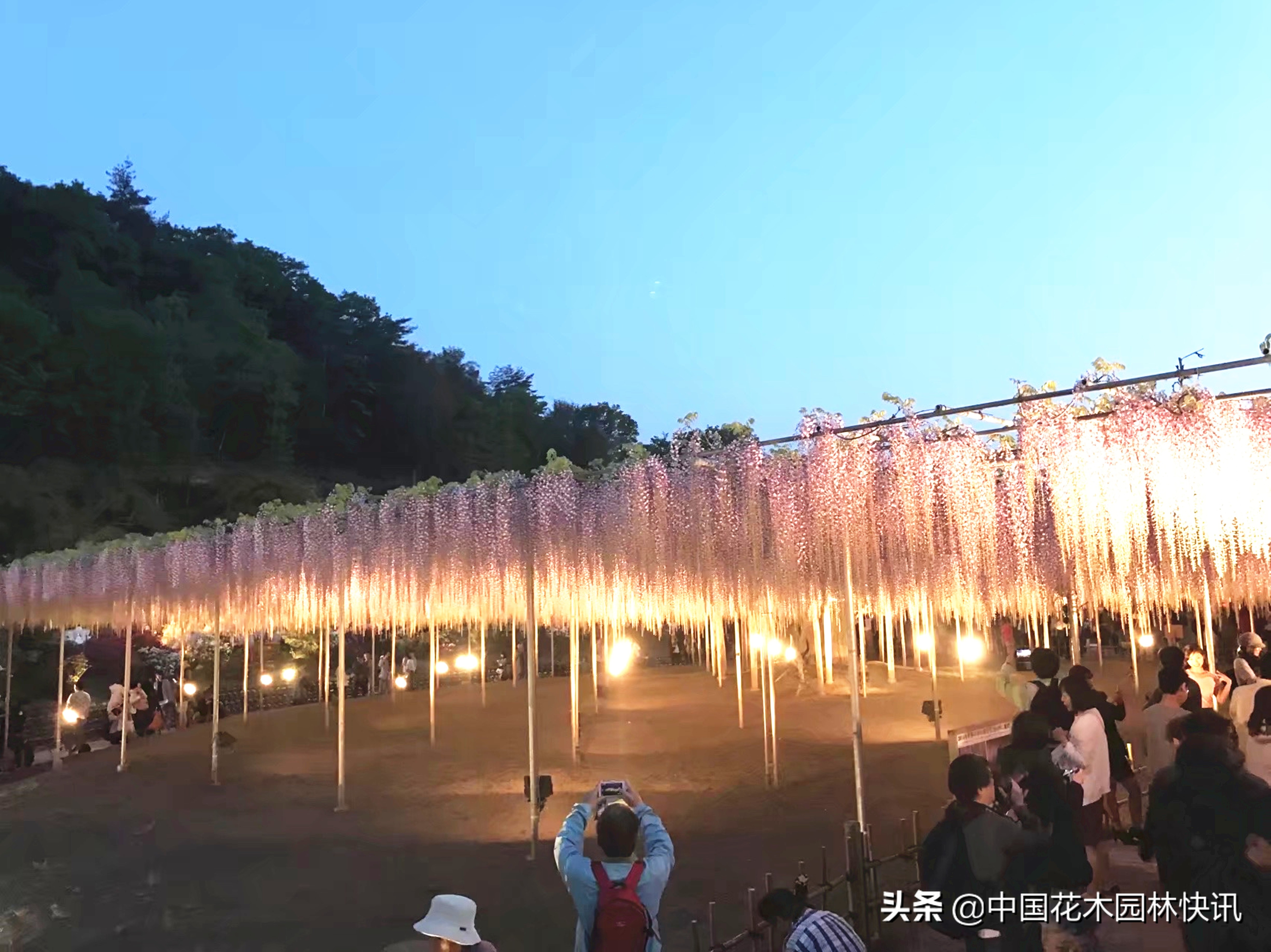 日本最美紫藤园,日本紫藤花美景