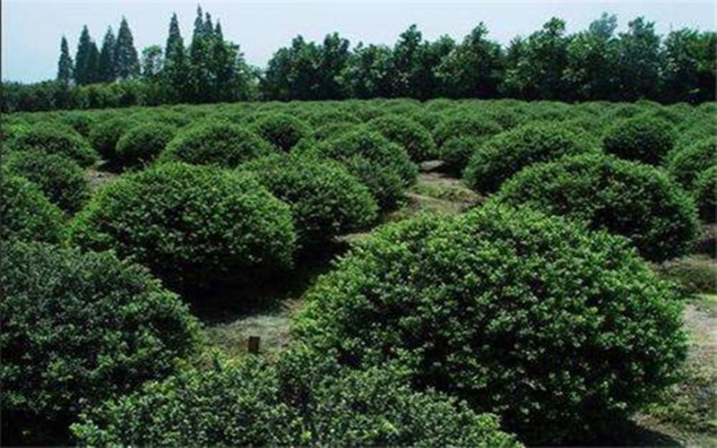 什么植物和冬青一块栽种,北美冬青种植方法和注意事项