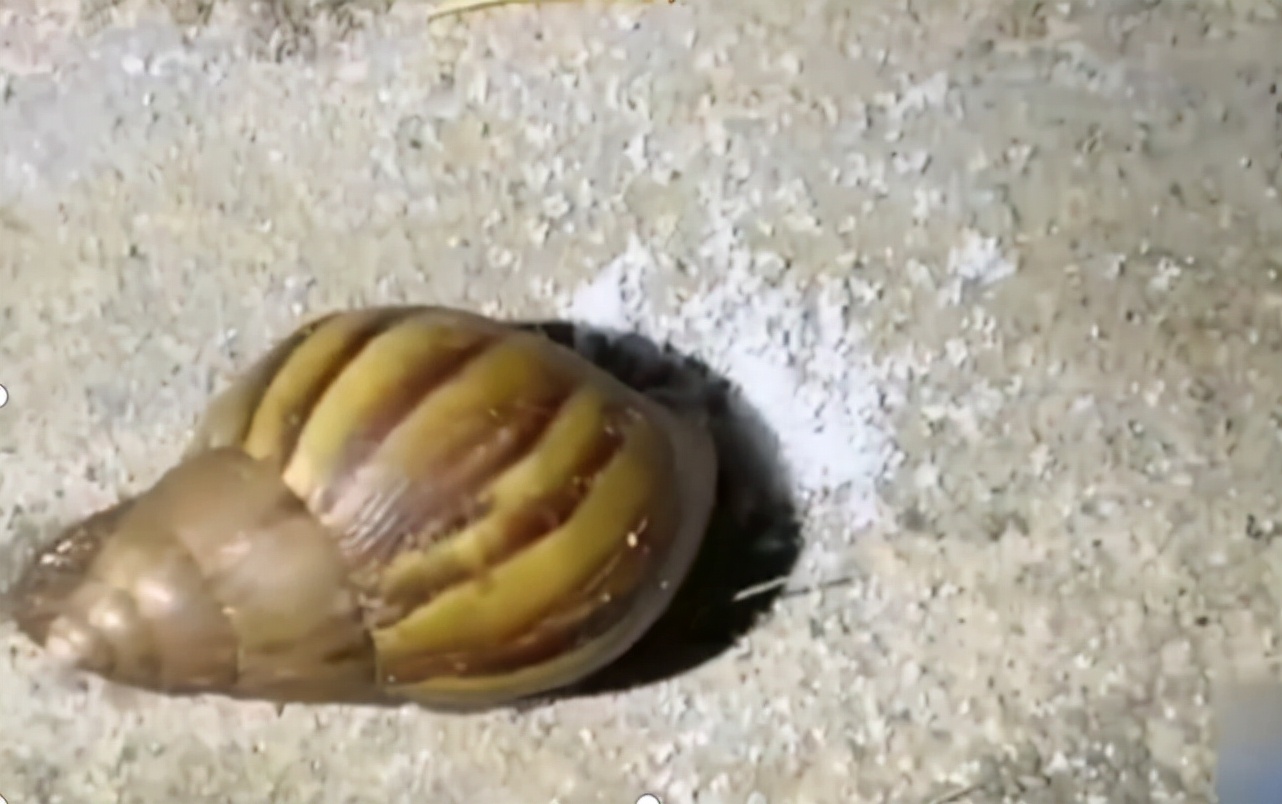 香港一博士生因撒盐杀死蜗牛被捕,撒盐杀死蜗牛被捕后续