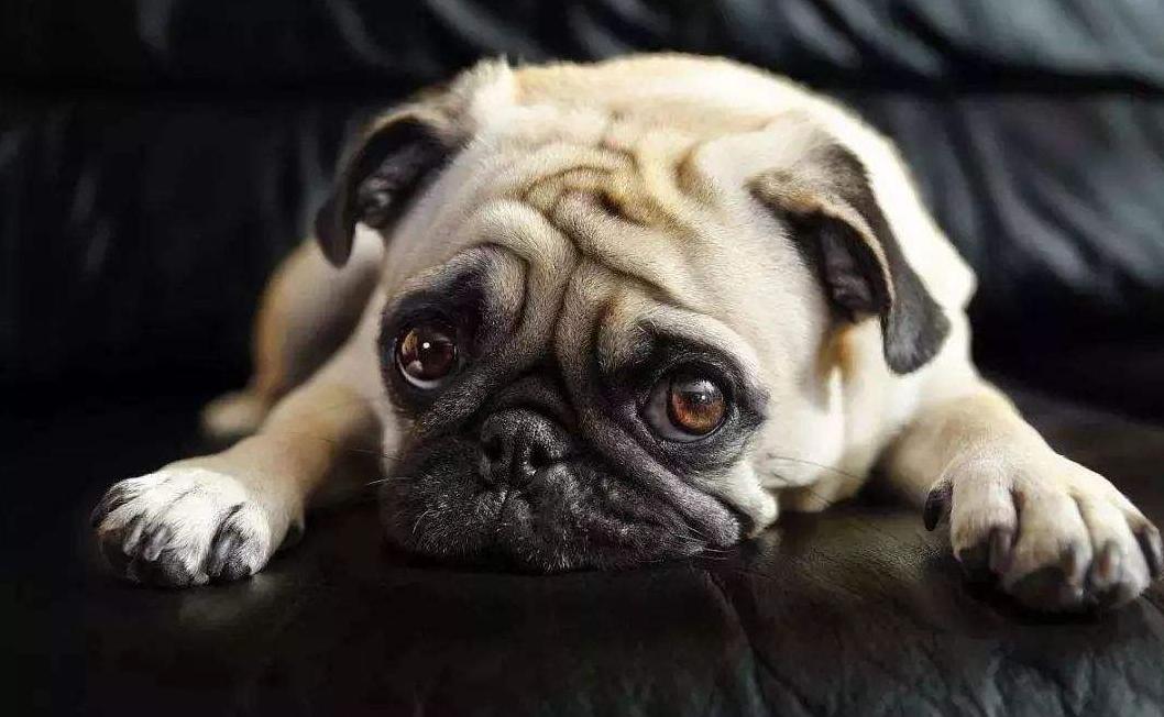 巴哥犬厉害吗,巴哥犬好养吗优缺点有哪些