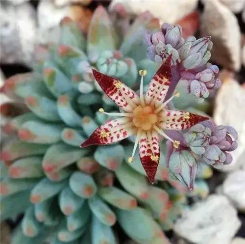 多肉开花了怎么处理,多肉植物开的花怎么处理