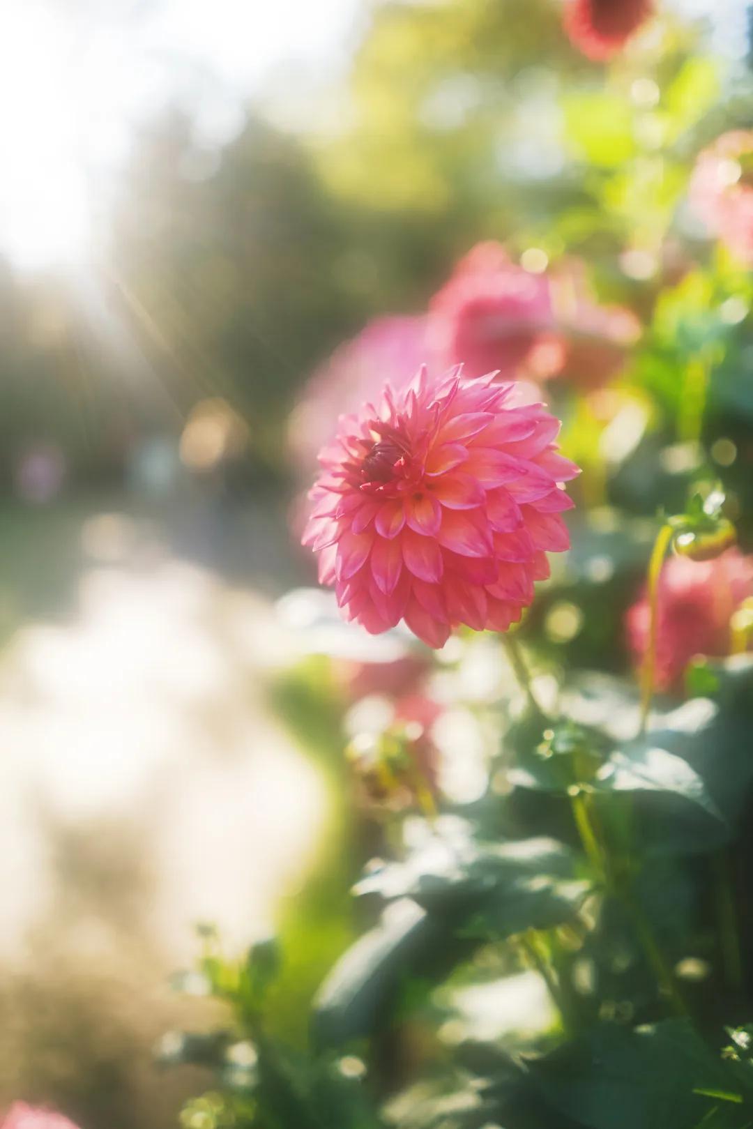 卡色卡色磁吸滤镜,卡色梦幻滤镜值得用吗