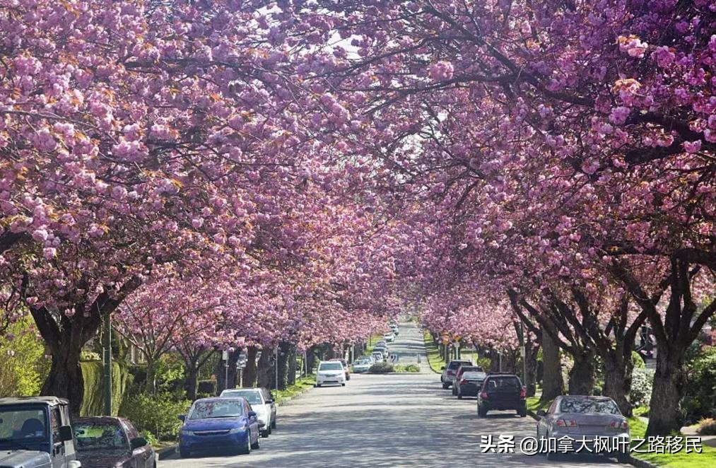 加拿大新移民如何选择温哥华和多伦多?你更喜欢哪个呢