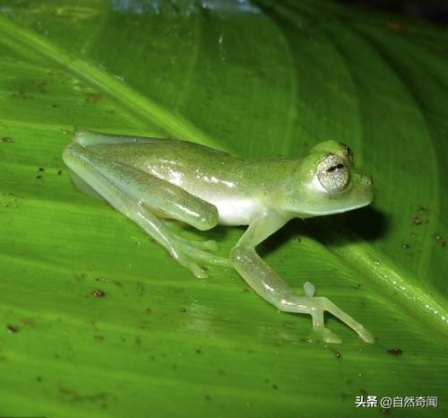 亚马逊十大凶猛植物,巴西亚马逊热带雨林动植物