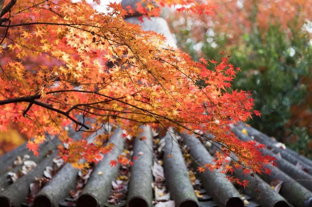 一入秋苏州成姑苏,秋色一入秋苏州就成了姑苏