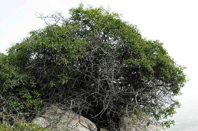 自学木雕图片大全,自学木雕小件