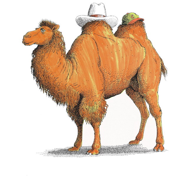 有意思的儿童绘本推荐书单,很有趣的小孩书