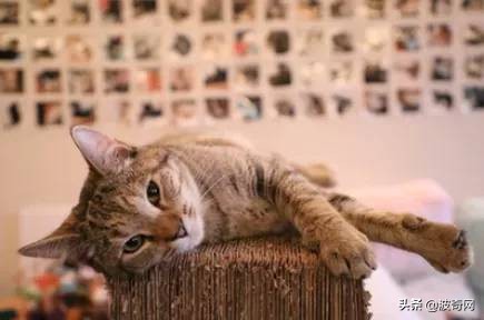 流浪猫英短生宝宝,救助被遗弃的英短蓝猫