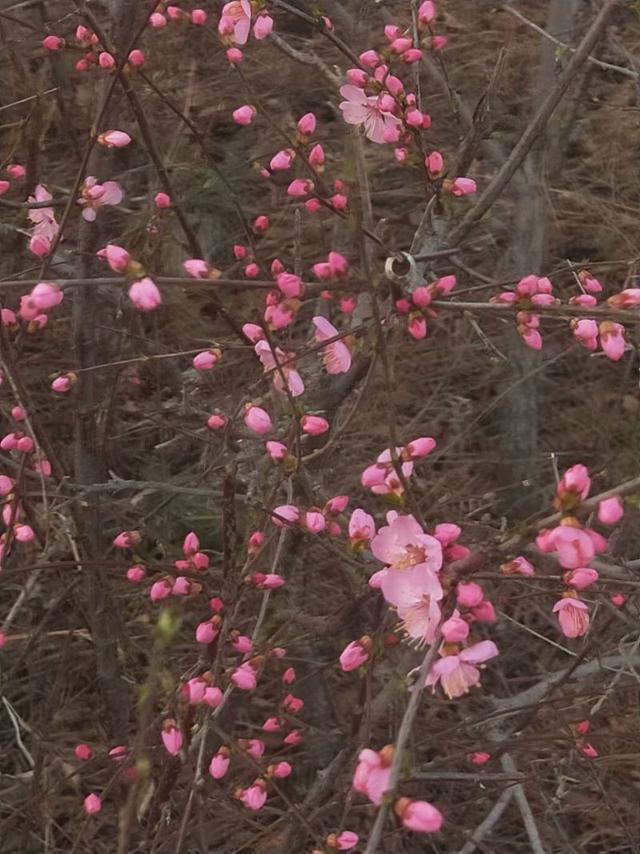 烟雨重游太平湖,重游太平古城游玩攻略