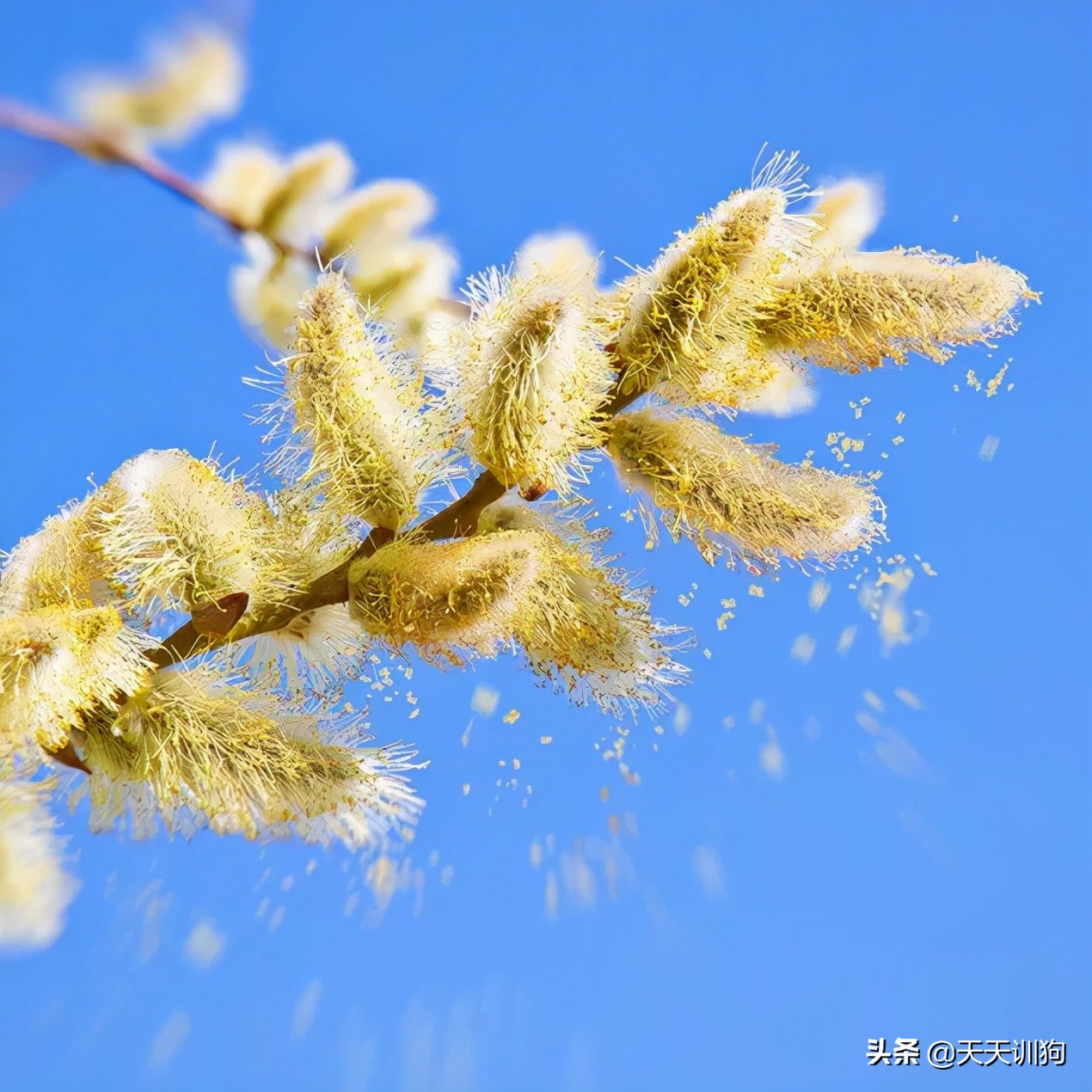 狗子一直咔咔咳和打喷嚏,换季期的狗子一直咳
