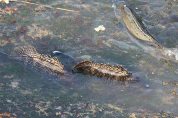 鳜鱼养殖的饵料系数,鳜鱼的养殖技术及饲料视频