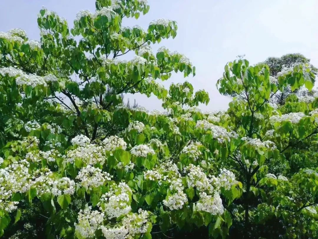 隐世原乡,又见桐花开。