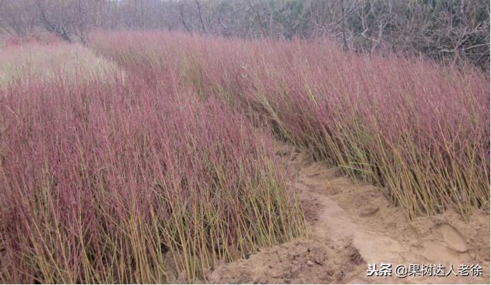 种植桃树的间距是很有讲究的,科学合理的种植模式
