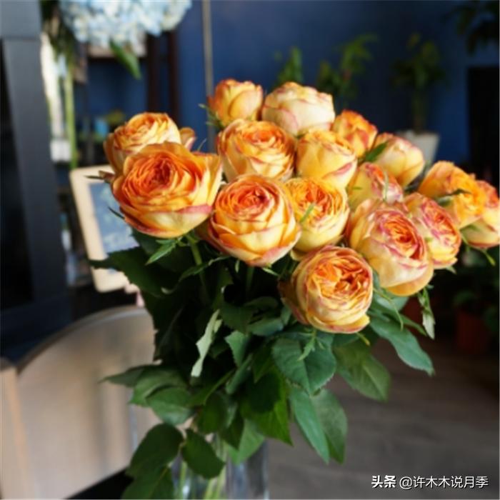 网购月季应该怎么种植?月季移栽后出现黄叶、枯萎是什么原因呢?