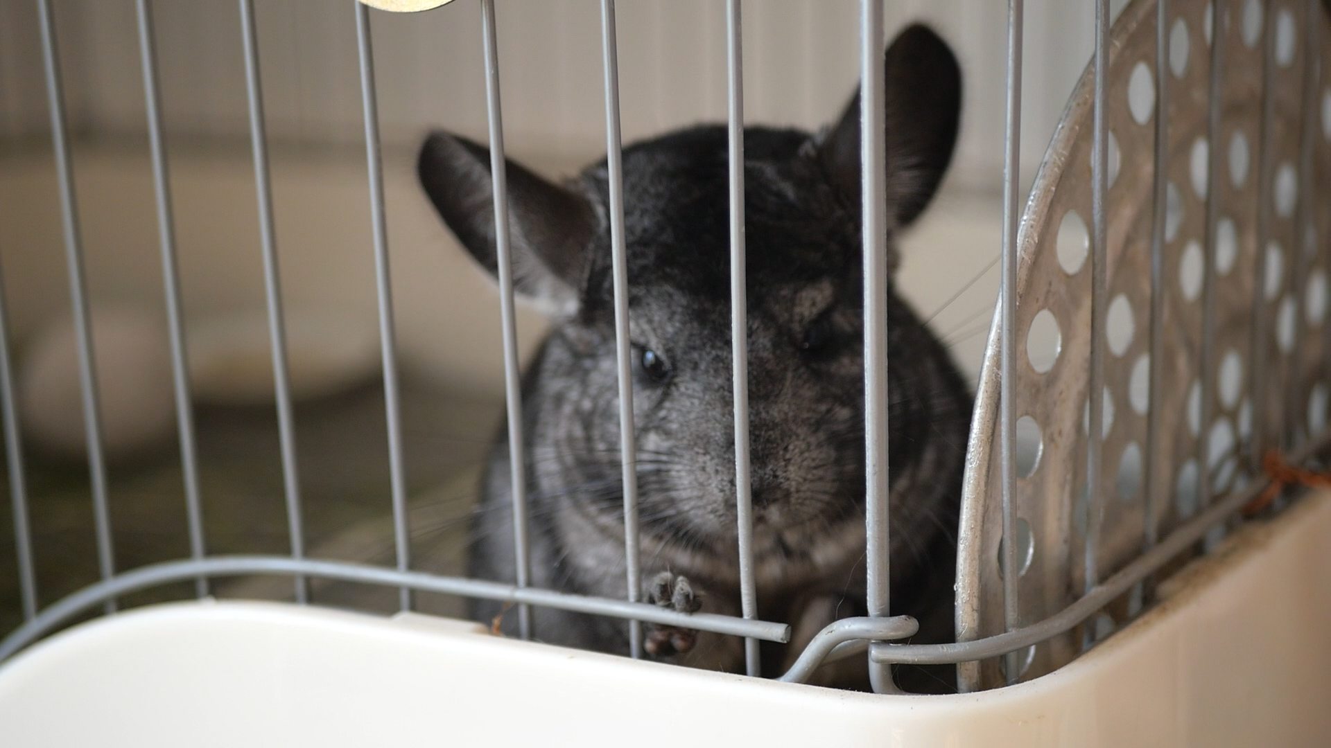 龙猫好养吗有什么优缺点,龙猫身上有味道吗