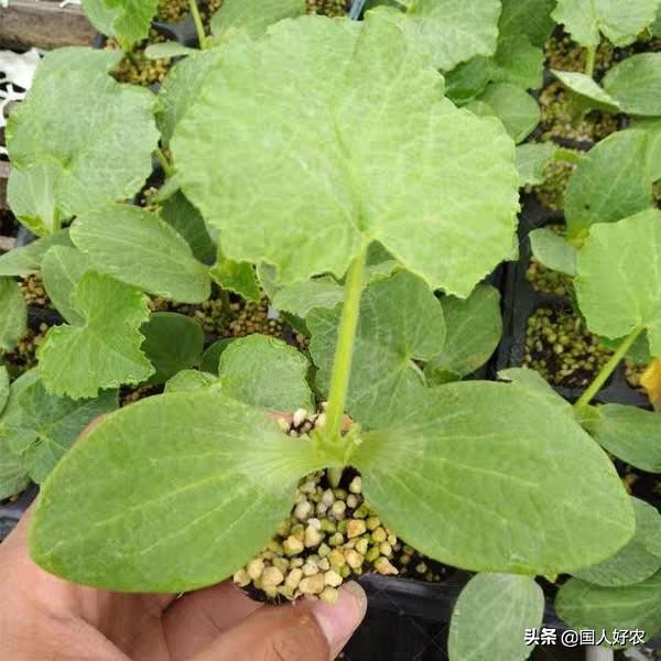 贝贝南瓜高产的秘密,金贝贝南瓜成长过程