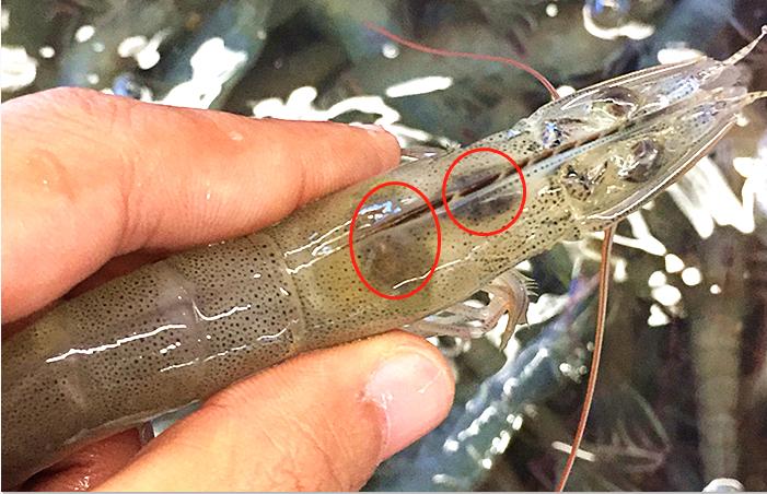 虾线怎么去除可以吃吗,虾线到底能不能吃