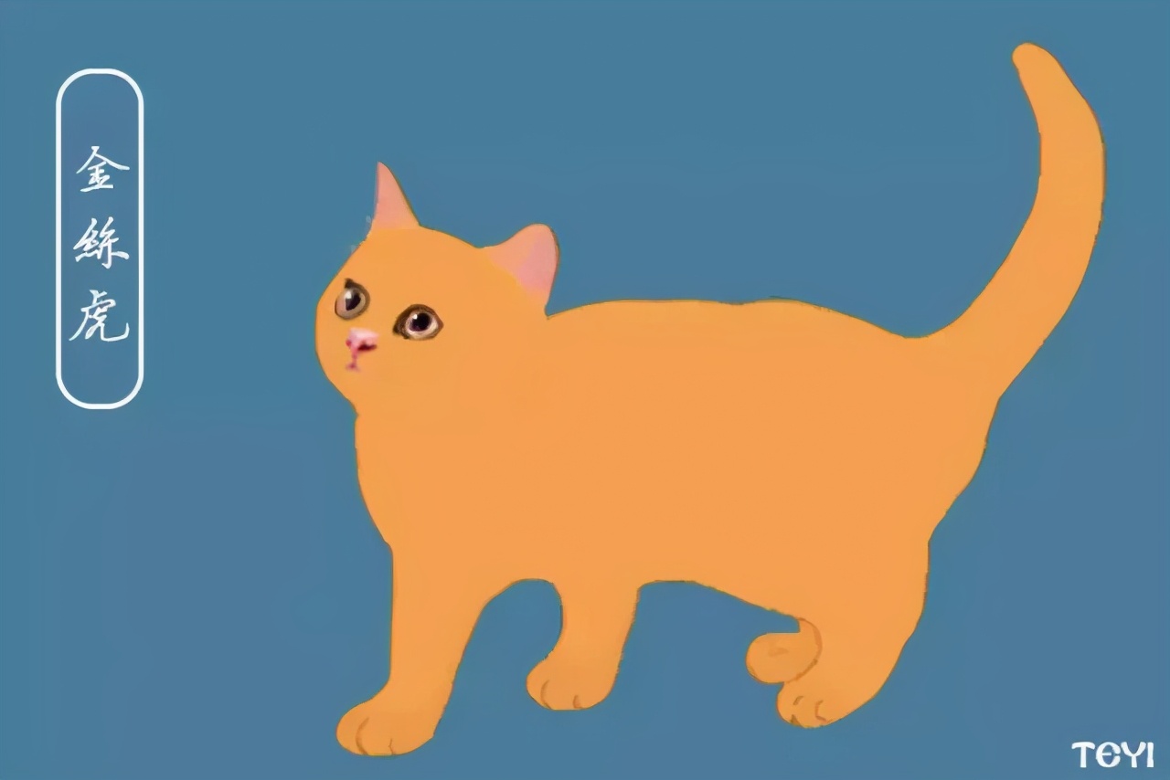 中华田园猫的品种介绍和图片大全,常见中华田园猫品种名称