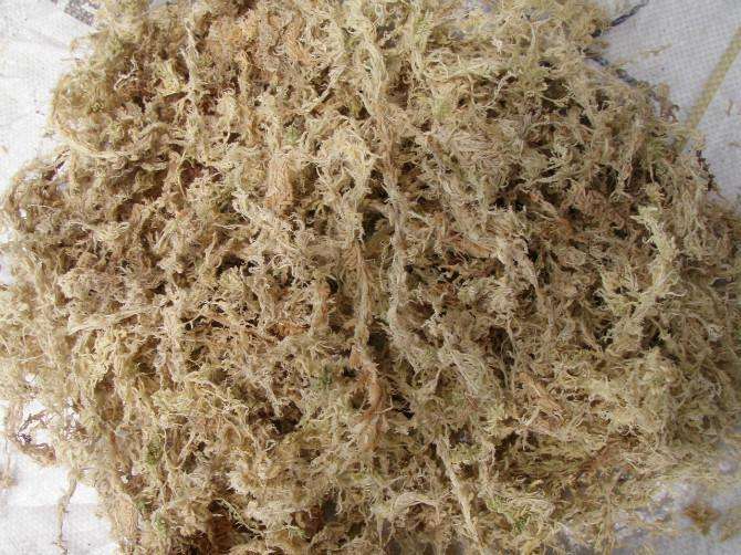 吸水树脂乌龟冬眠使用方法,乌龟冬眠换水的正确方法