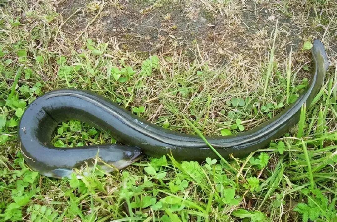 起点即终点：鳗鱼穷其一生，只为留下最后的温柔