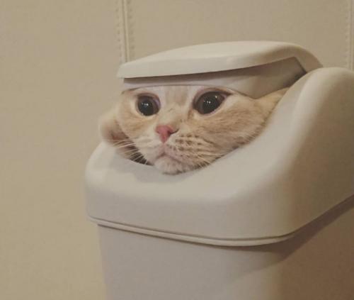 辟谣猫咪并非黑夜都能看得清,事实证明猫是一种液体动物