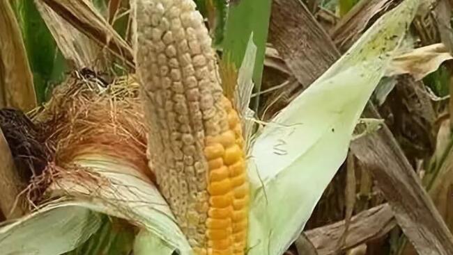 今年玉米怎么缺粒,玉米空杆缺粒的原因及防治措施