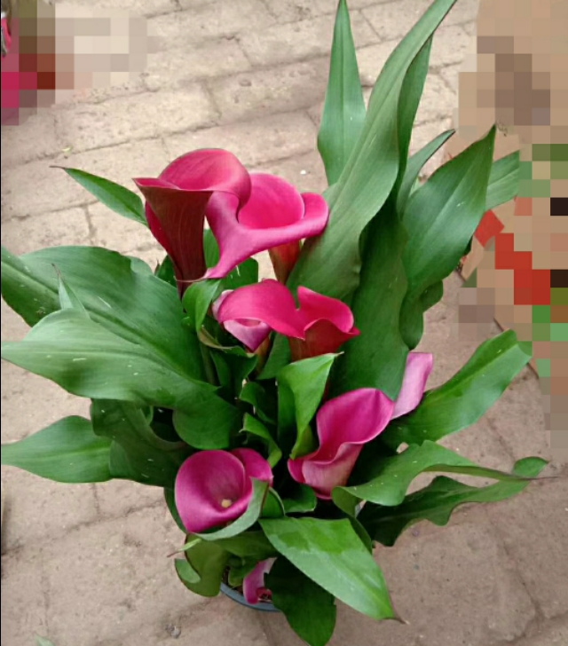 马蹄莲是一年四季都生长吗,如何让马蹄莲一年四季都活着