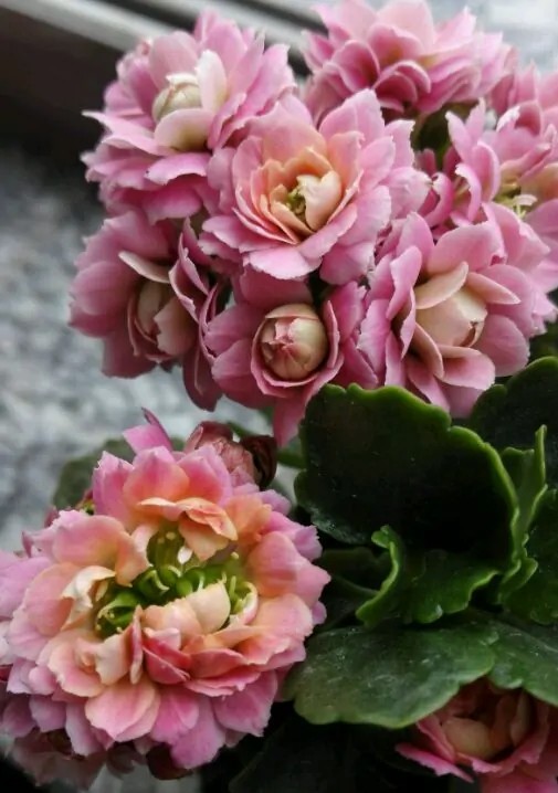 长寿花单瓣品种大全,长寿花100种颜色图片