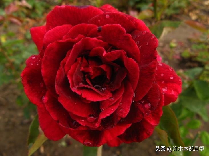 世上有黑色的花吗,世上有黑玫瑰吗