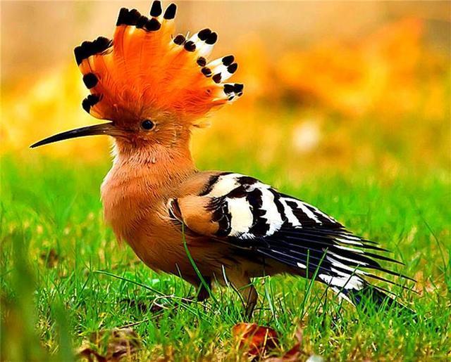 蓝胸佛法僧高清图片,蓝胸佛法僧