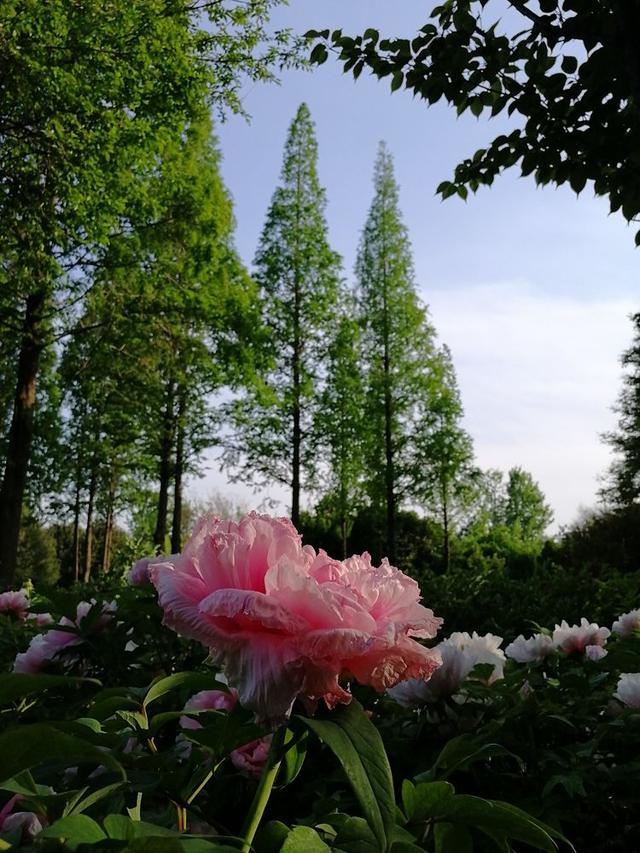 洛阳牡丹花摄影,中国牡丹花开摄影