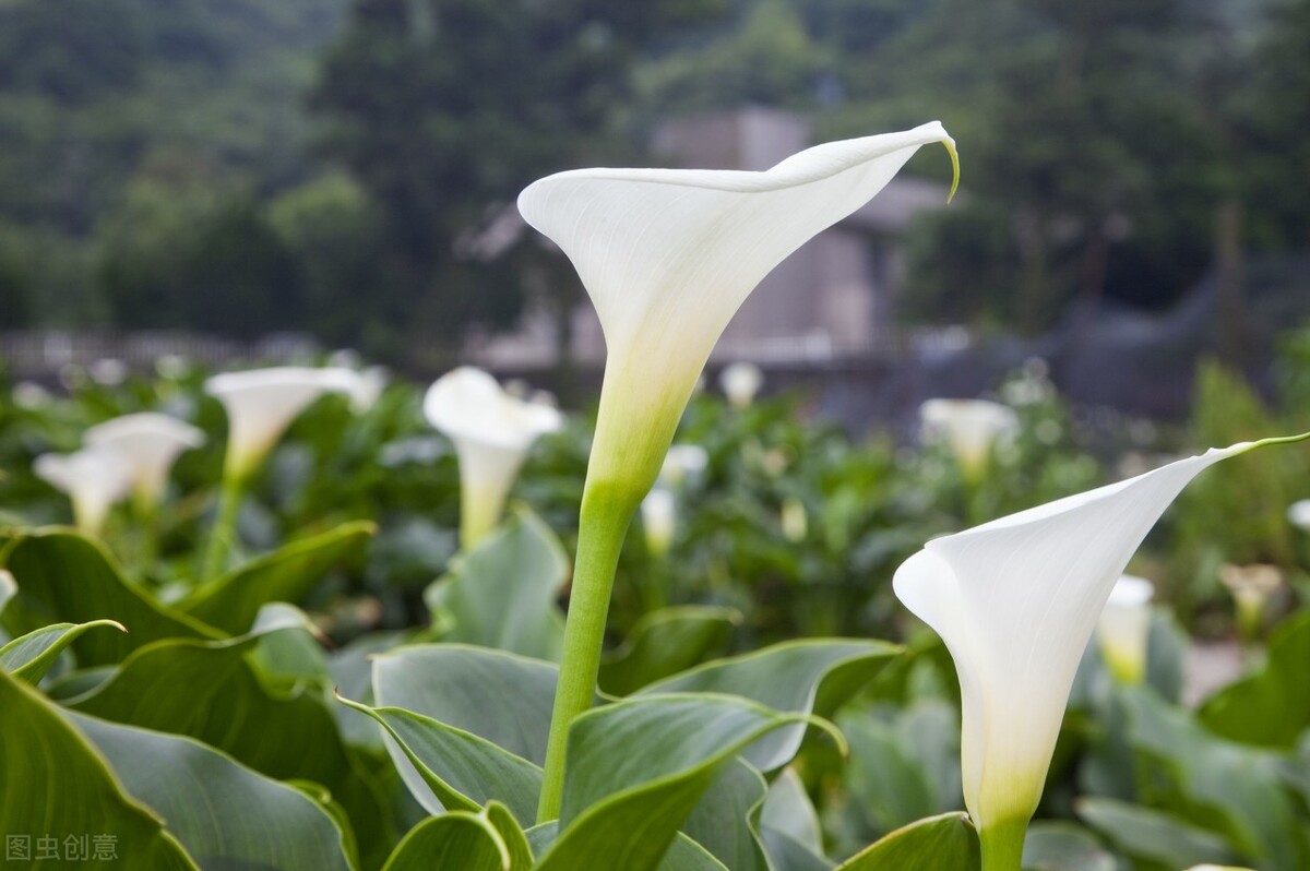 海芋与叶甲,海芋和阿波银叶甲