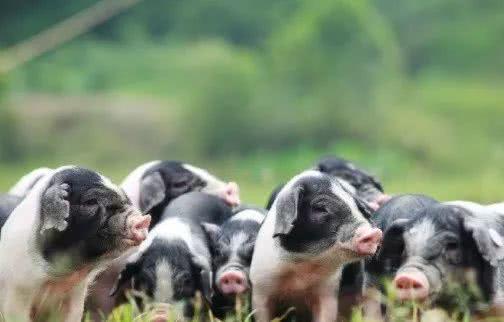 苏轼笔下的猪肉为何如此美味？微生物发酵饲料助力生态肉禽养殖
