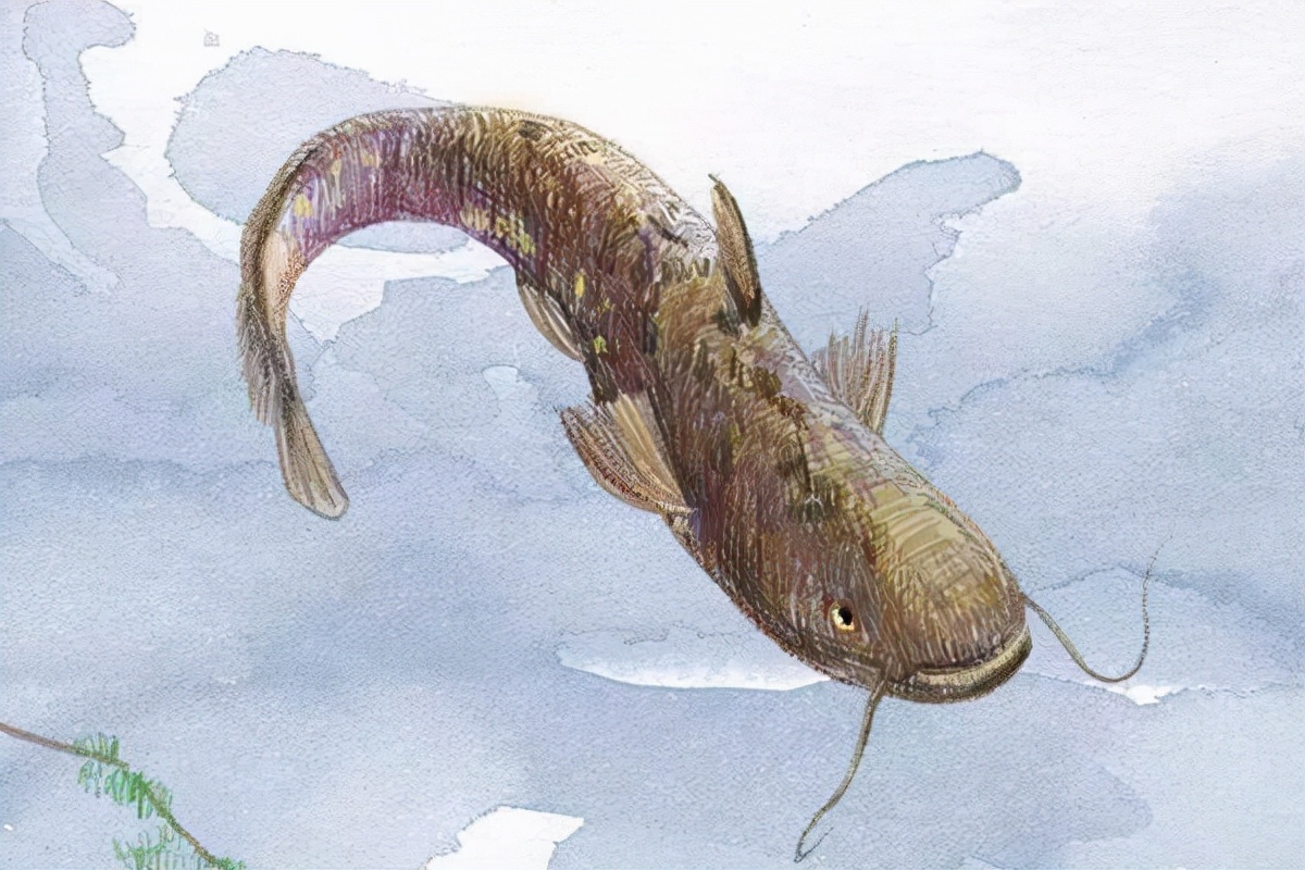 亚马逊河最凶猛的是什么,亚马逊森林人类禁区