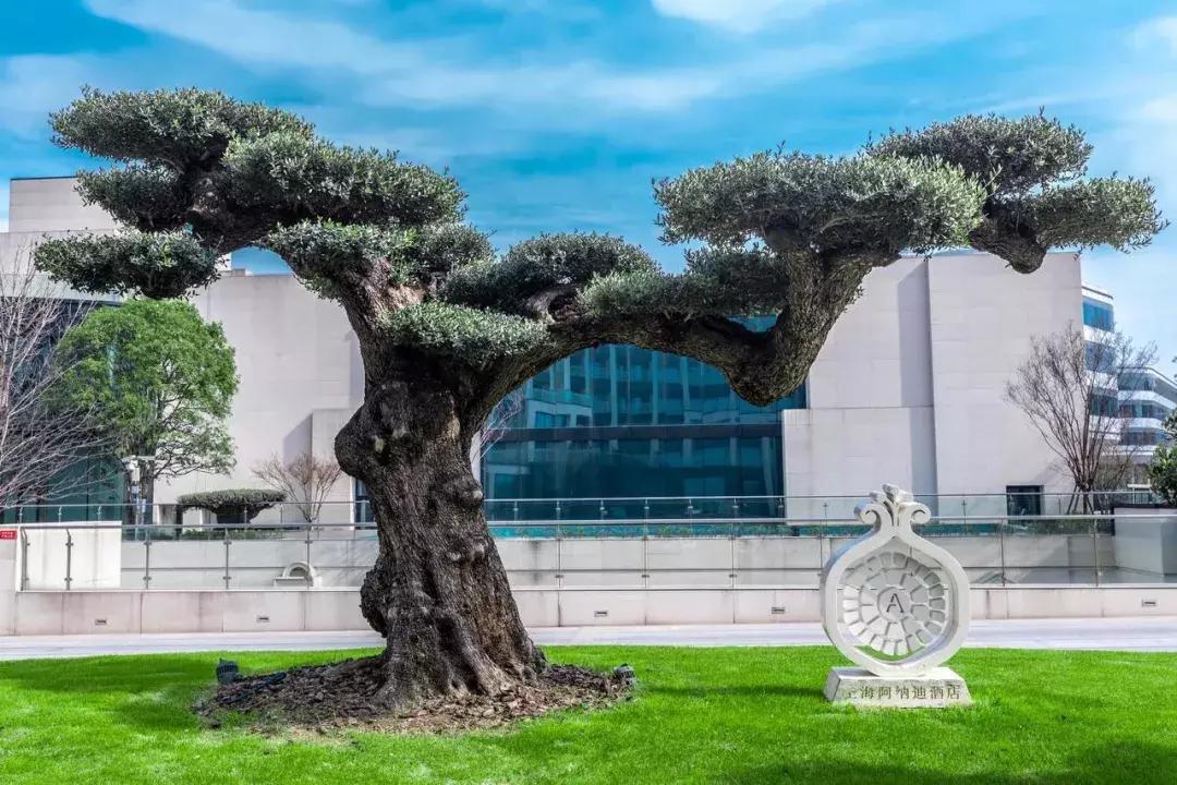 上海治愈系酒店,江浙森系治愈酒店