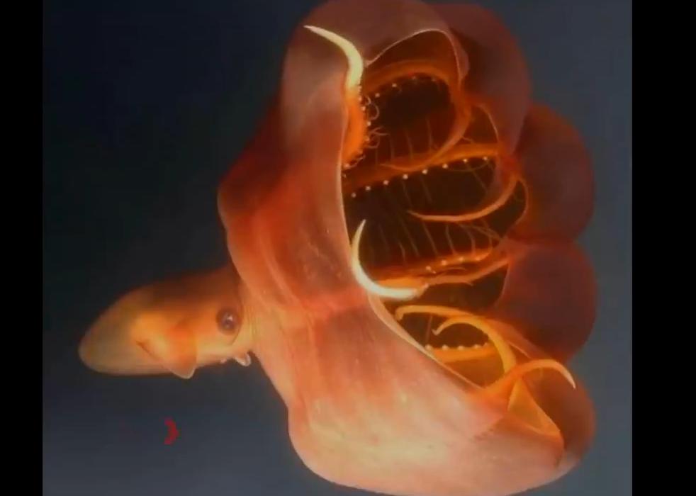 史前深海最可怕的生物,真实存在的深海怪异生物