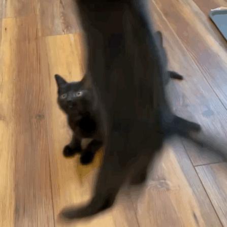 给猫剪指甲指甲劈开了有没有事了,给猫猫剪指甲失误