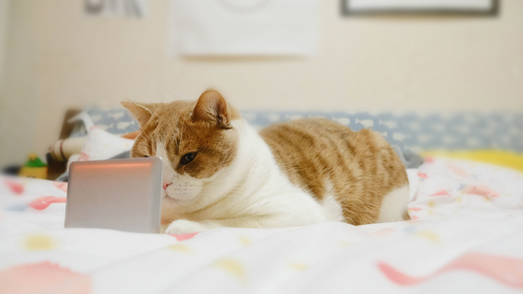 猫咪有洁癖乱拉屎怎么办,猫咪身上跳蚤应该怎么全部清除