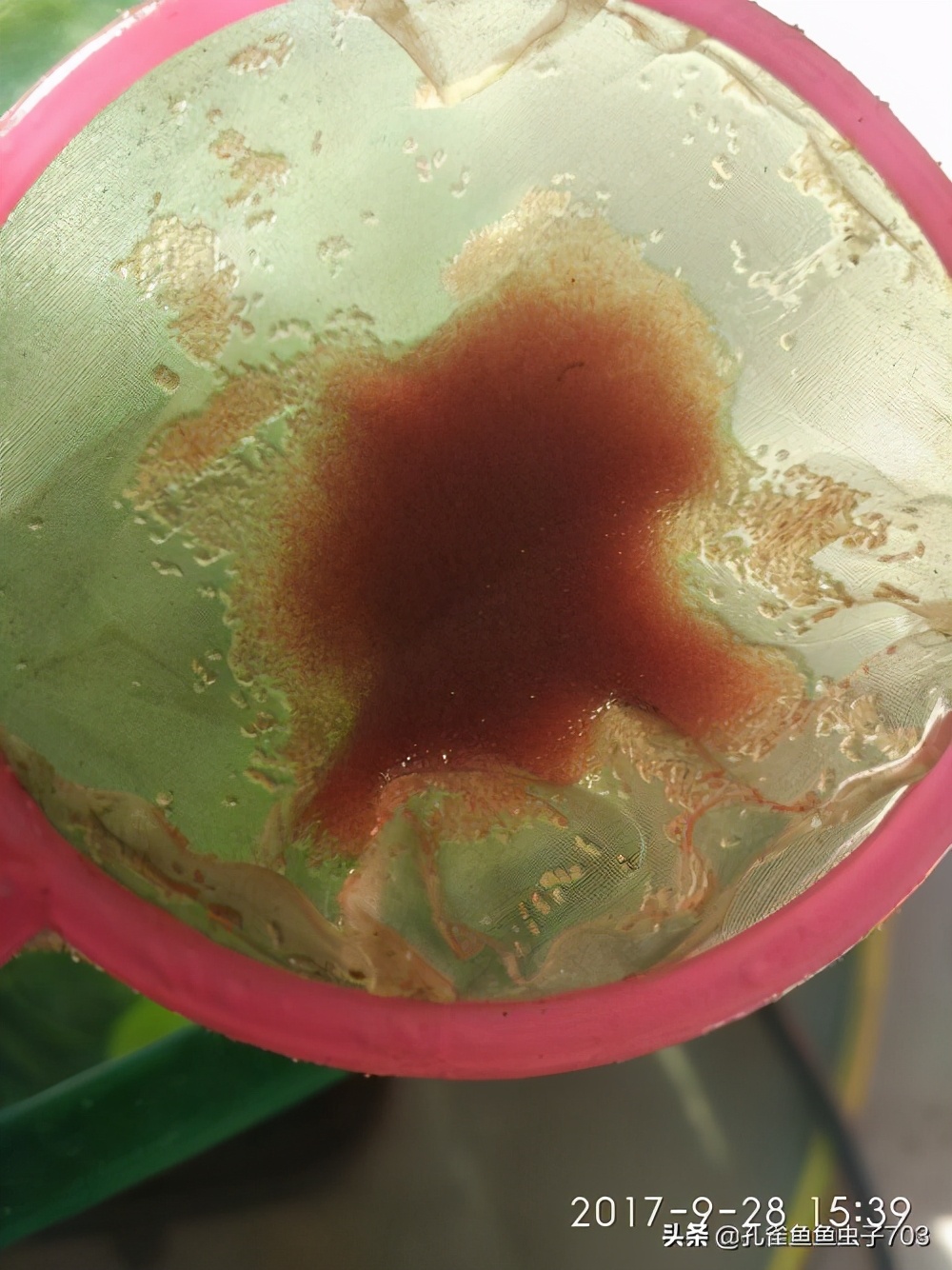 孔雀鱼怎么体内驱虫最有效,如何给孔雀鱼选择饲料