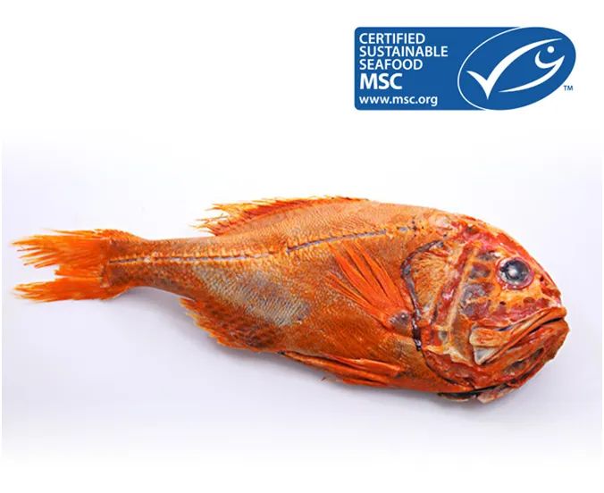 长寿鱼为什么建议避免食用,好健康的长寿鱼