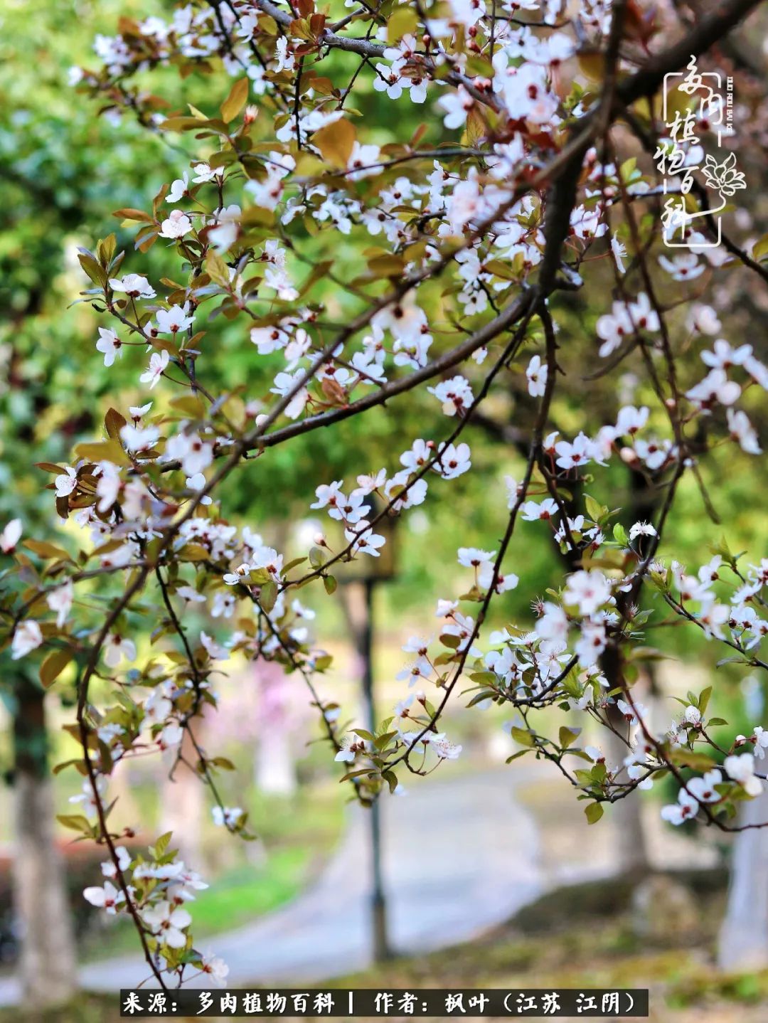 春有约，花不误，多肉与春天有个约会